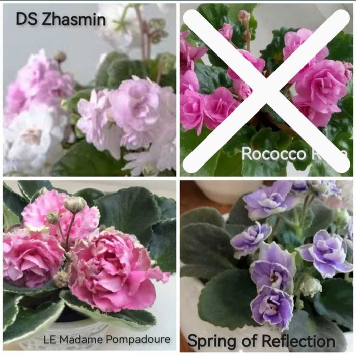 Fiołek afrykański odmianowy, listki