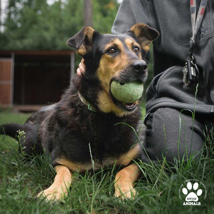 Miła i radosna sunia Niusia do adopcji!