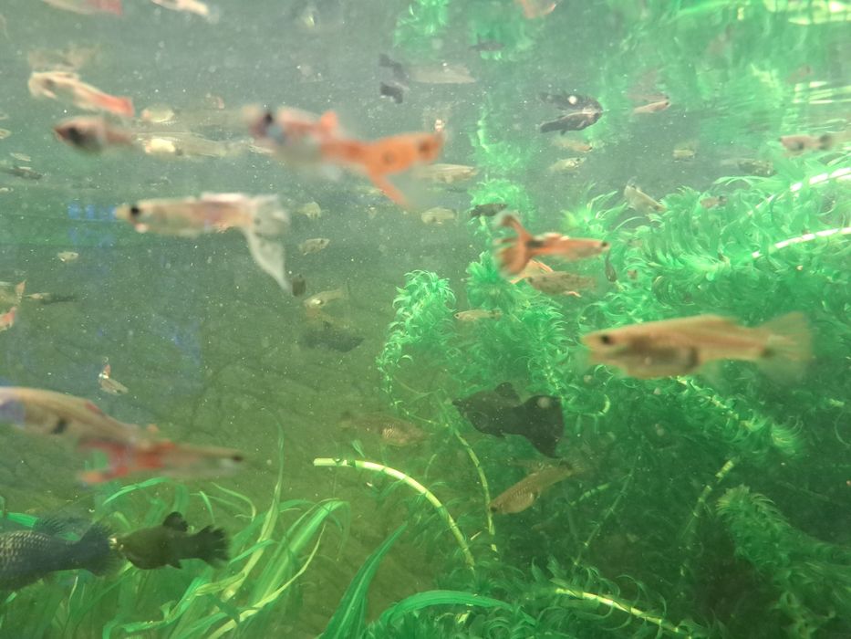 sprzedam rybki Molinezje