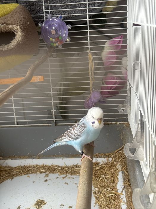 Piriquito fêmea Ano passado