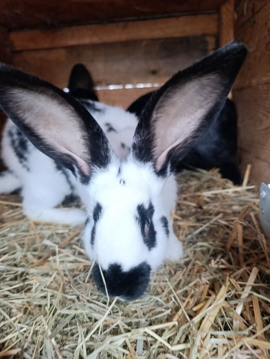 Sprzedam 2 samce srokacz