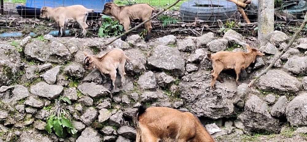 Cabras anãs  femeas