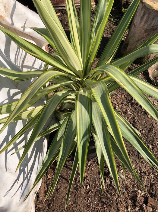 Yuca planta de interior ou exterior