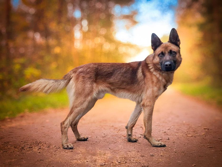 Precel - wspaniały, piękny pies w typie owczarka