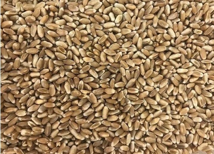 Пшениця озима. Продам