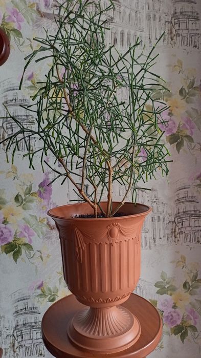 Хатиора суккулент