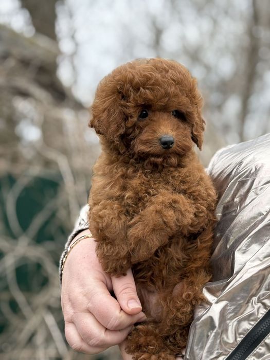 Няшний малиш, кучерявий, той пудель