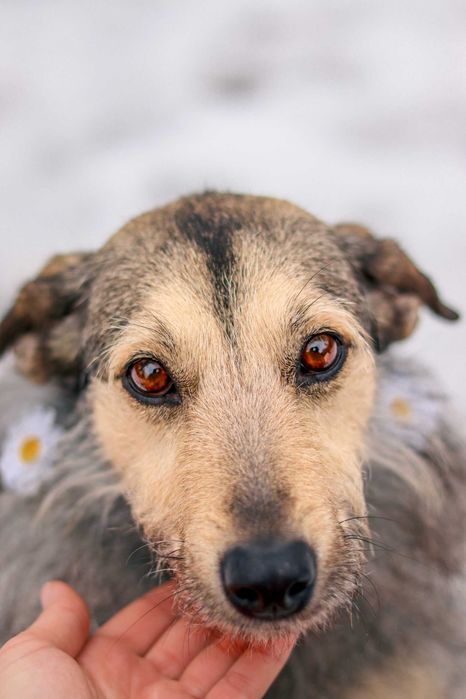 Suczka do adopcji- Czajka