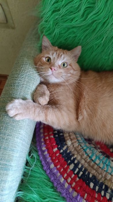 Рудий кіт, взяти в родину