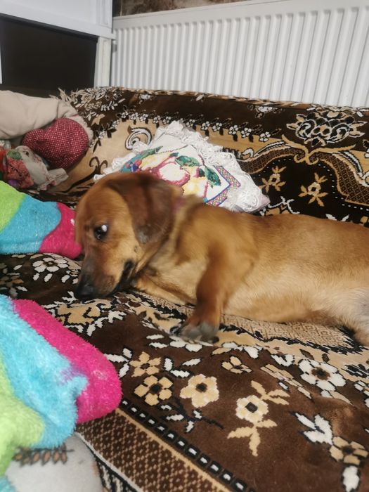 Такса хлопчик шукає дівчинку для в'язки