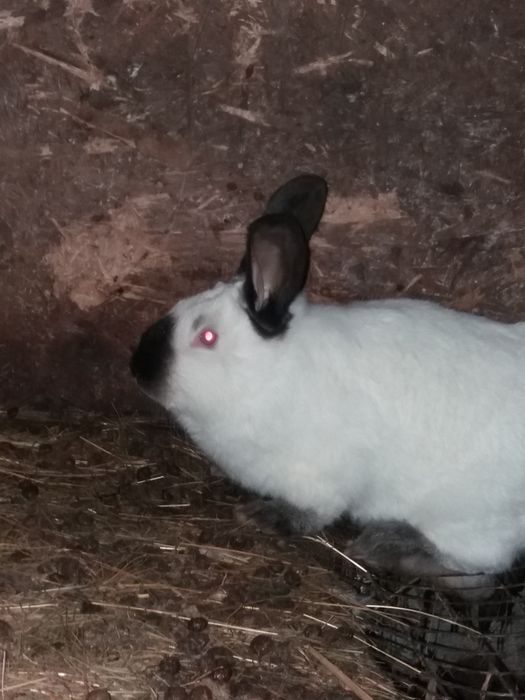 Каліфорнійський кролик