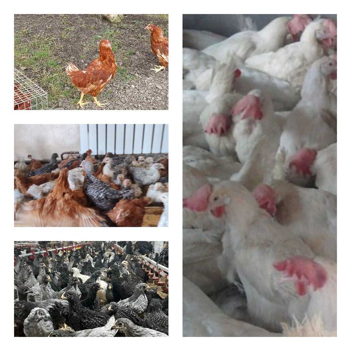 Продам кури несушки! Доставка безкоштовна. Кринички!