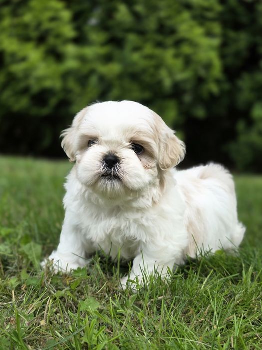 Shih-Tzu piekna sunia z rodowodem