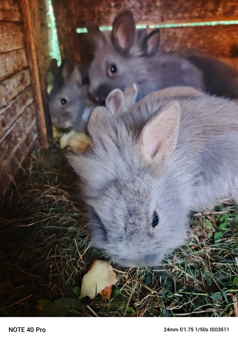 Króliki miniaturki mlode