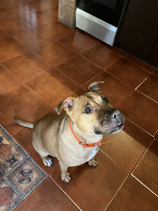 Знайшли собаку!!!