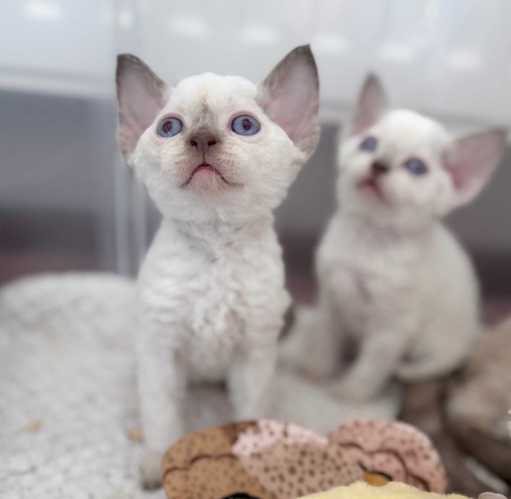 Devon Rex z rodowodem Fpl