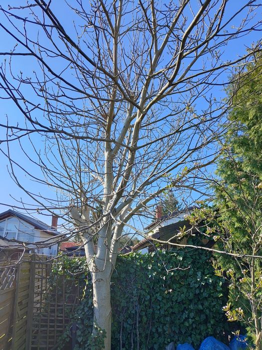 Sprzedam Drzewo orzech