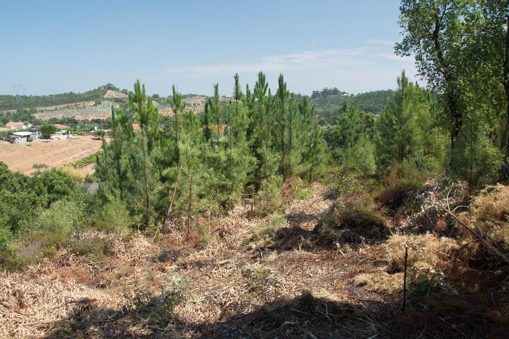 Vendo 5600 m2 em Abrantes