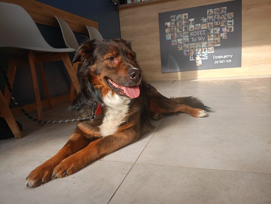 Kopiko- cudowny wielkopies do adopcji