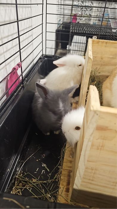 Coelhos anões belier