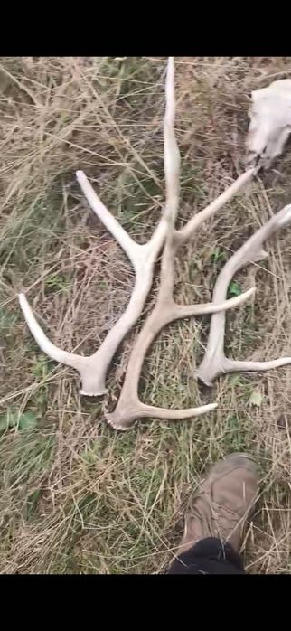 Рога оленя и черепа оленя