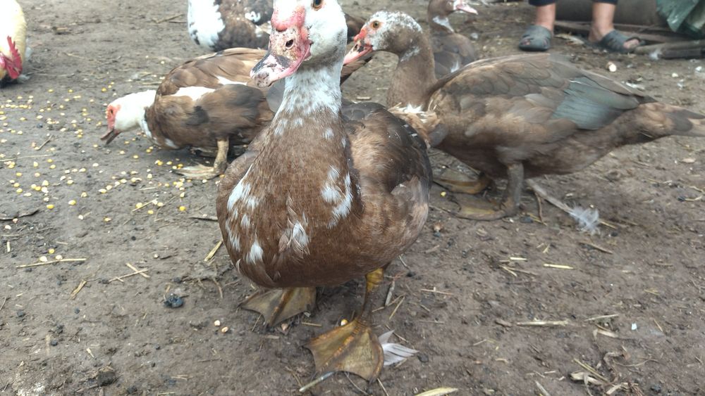 Продам качок шипунів