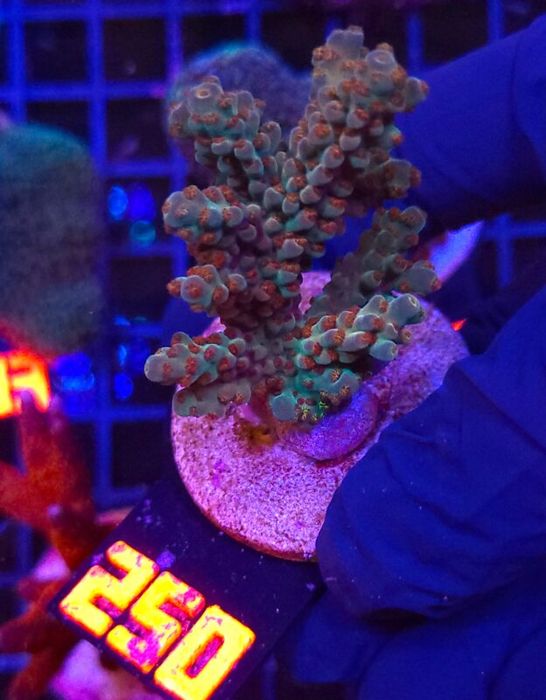 Acropora valida (250) [Koralowce LPS]