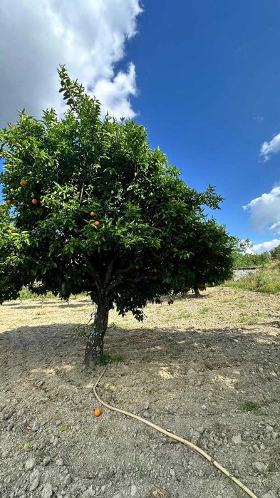 Terreno Rústico 4.392 m² – Eiras do Lagar, Vilarelhos (Alfândega da Fé)