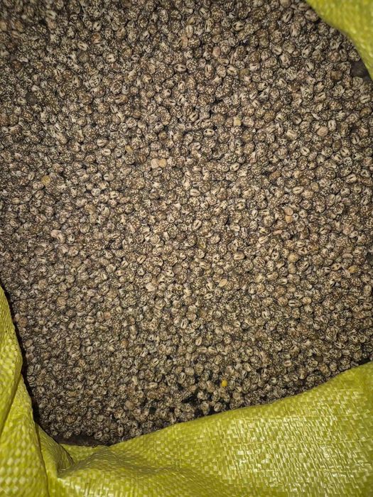 łubin wąskolistny gorzki karo