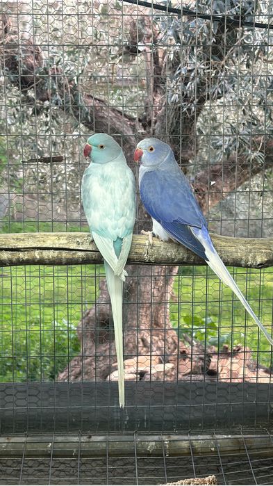 3 casais de Ring Necks