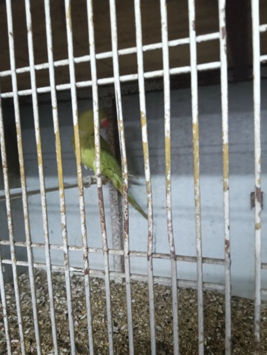 Gaiola de pássaros