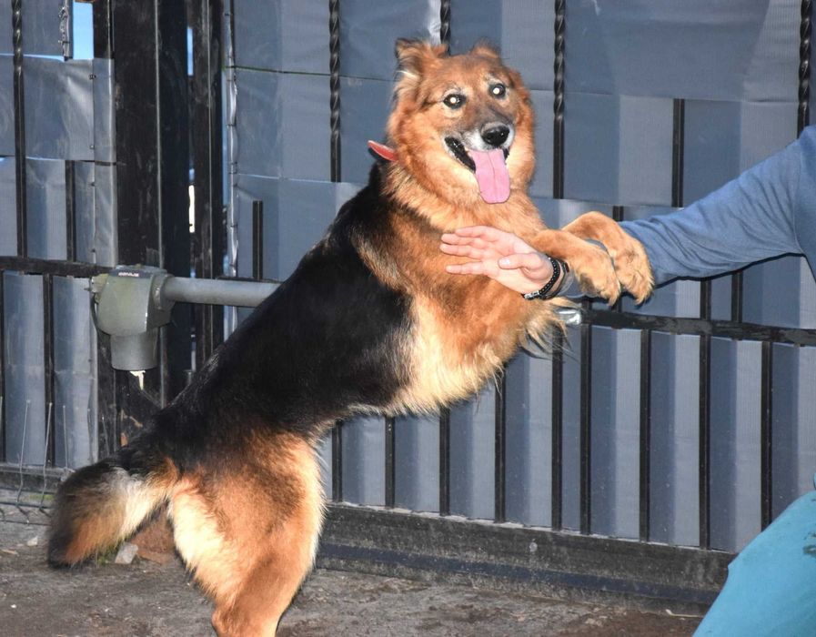 Cudna, kochana, tulasna, porzucona, sunia prosi o dom