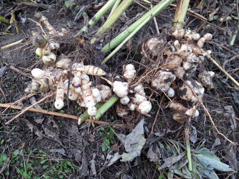 Продам Топинамбур