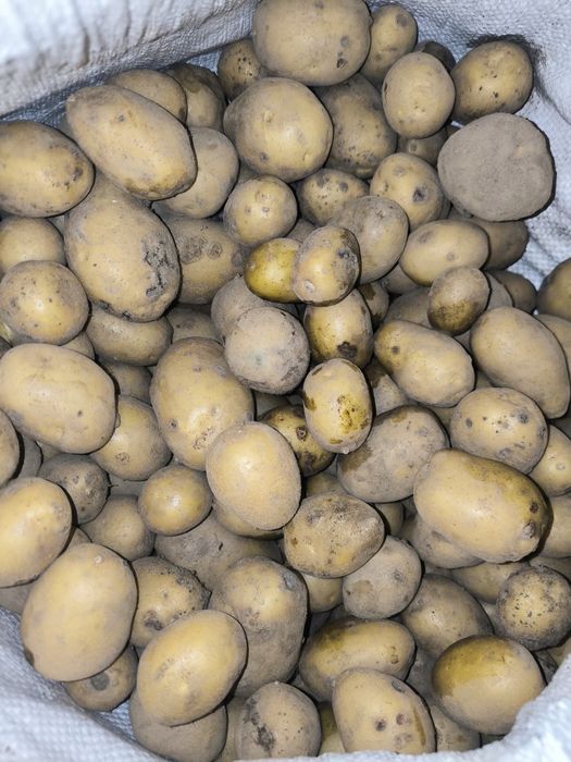 Ziemniaki odpadowe 30gr/kg