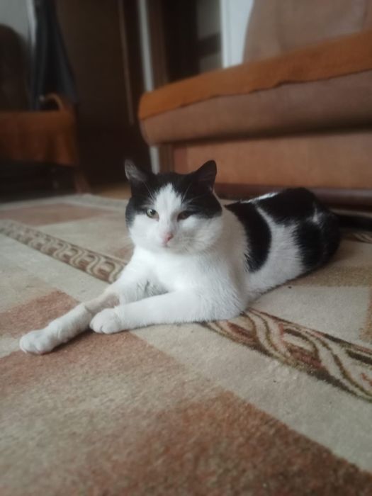 Bonifacy 2 lata ,przyjazny,adopcja.