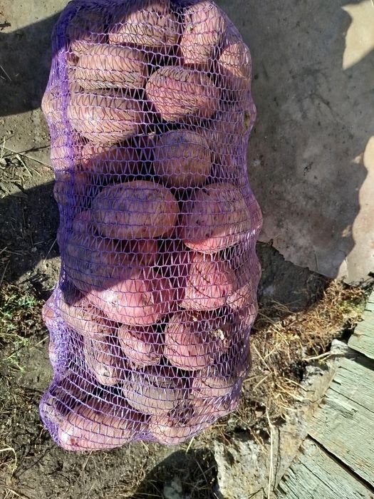 Продам картошку    є доставка
