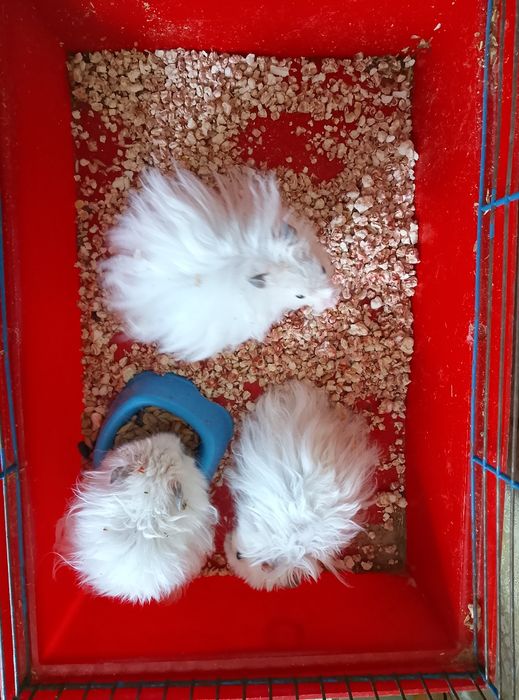 Королевский хомяк