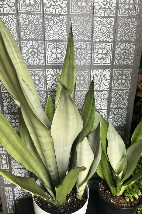 Sansevieria Moonshine wysoka
