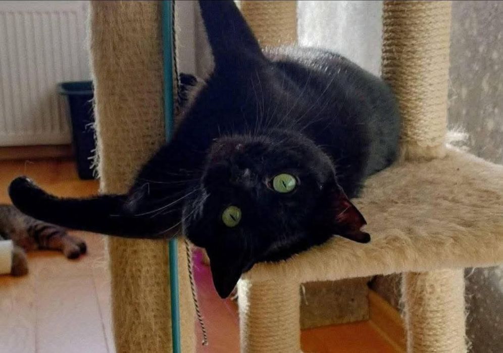 Malwa szuka kochającego domu