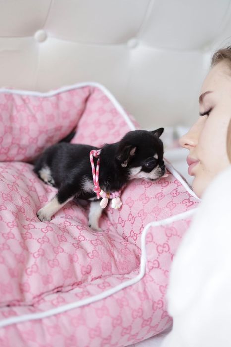 Mini dziewczynka chihuahua fci