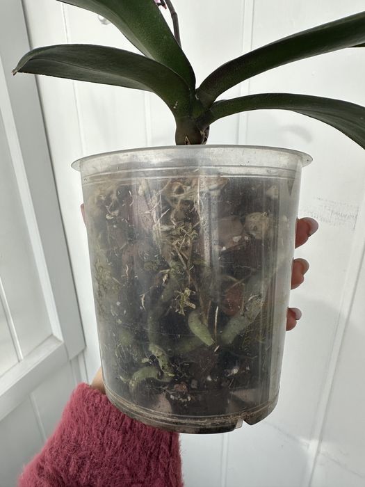 Паламос орхідея Palamos цвіте