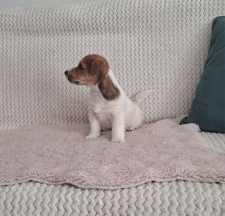 Jack russell terrier szorstko włosy
