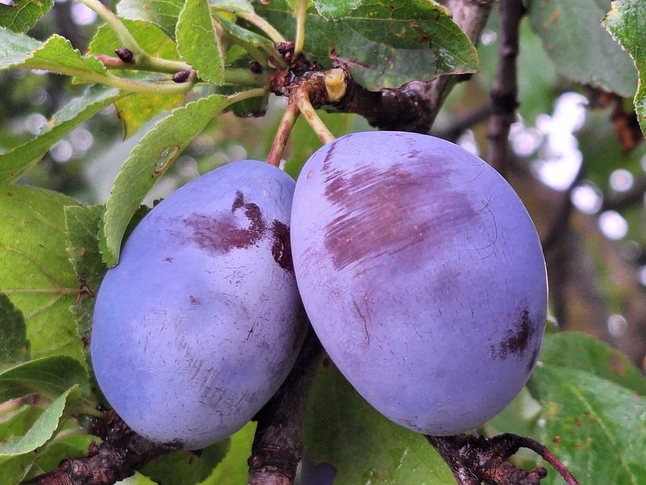 Sprzedam śliwę węgierkę prawdziwą.