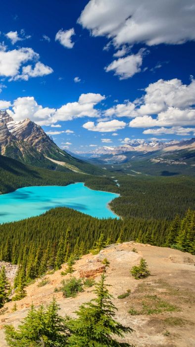 transporte de mercadorias/mudanças urgentes