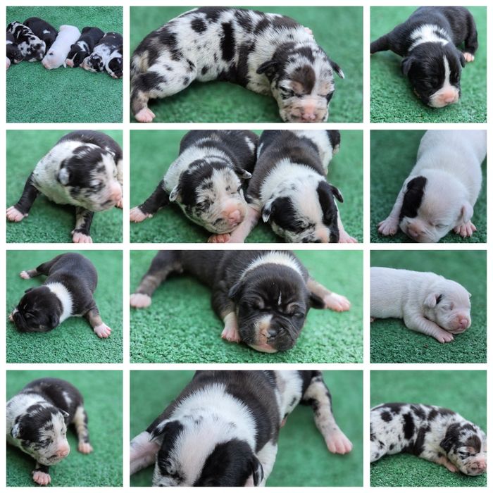 Piesek american bully  z metryką