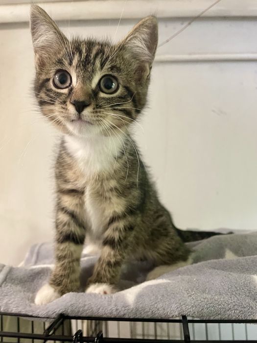 Котенок маленький мальчик полосатый с белыми носочками