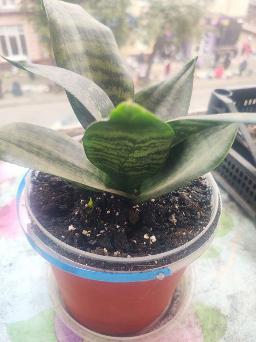 Сансіеверія Ханни молода рослина