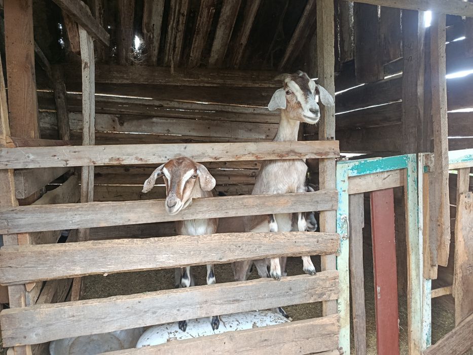 Кози англонубійскі