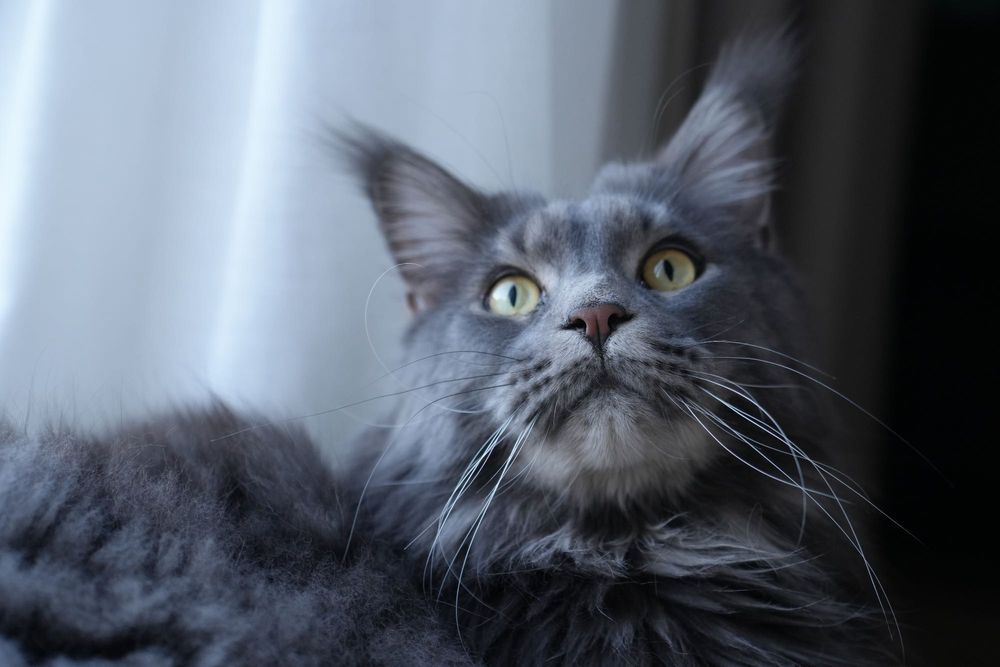 Sony alpha 6700 body