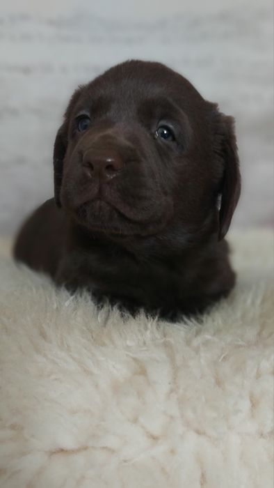 Labrador czekoladowy